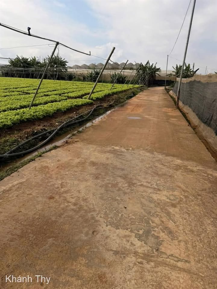 Đất nền Ka Đô, Đơn Dương 5000m² giá 5 tỷ - Sổ đỏ chính chủ