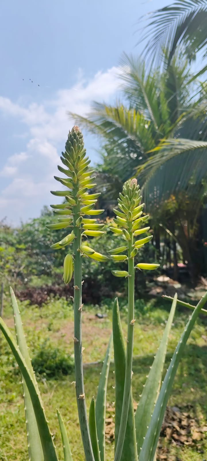 Đất nền Đồng Tiến, Bình Phước 17200m² - Tiềm năng tăng giá!