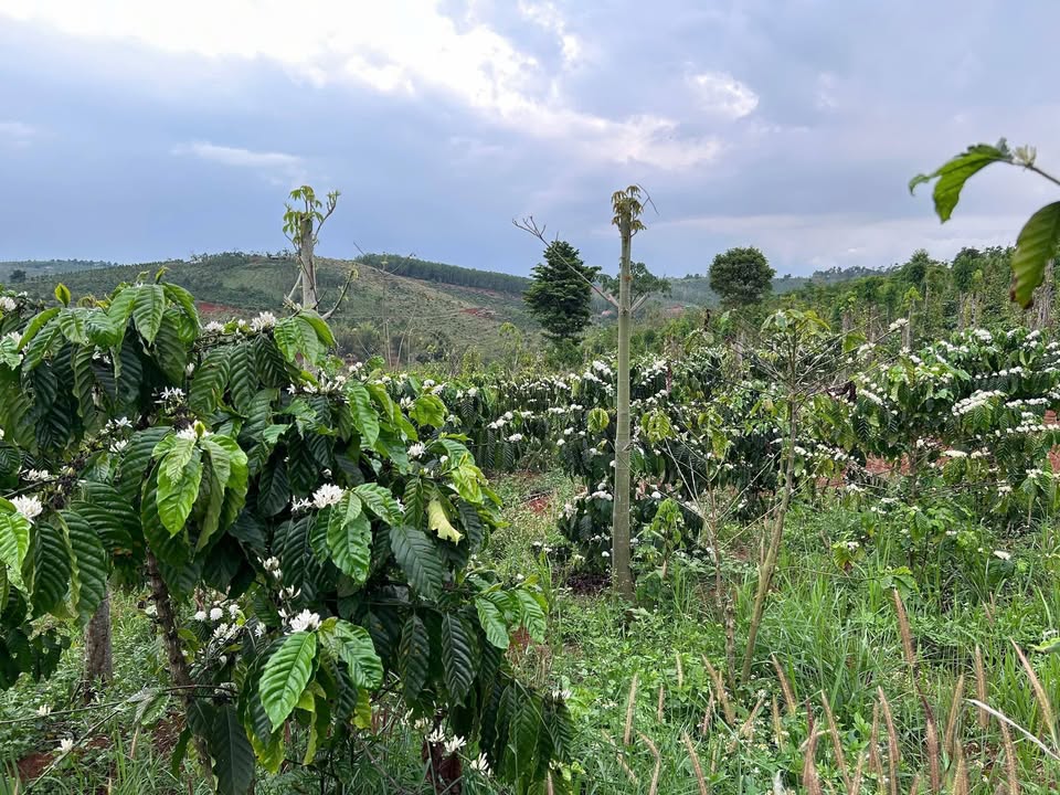 Đất nền 1ha Đắk Song, Đắk Nông 1.3 tỷ - Tiềm năng tăng giá vượt trội!