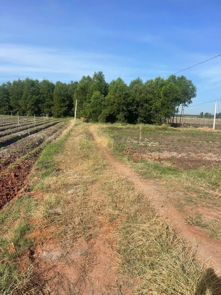 Bán Gấp 10.000m² Đất Vườn Trồng Mì Tại Dương Minh Châu, Tây Ninh - Giá Đầu Tư 2.5 Tỷ