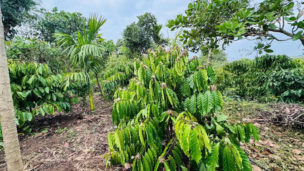 Bán Gấp Farm 7000m² Đắk Lắk - Vườn Cà Phê Kinh Doanh, Giá Đầu Tư 1.2 Tỷ