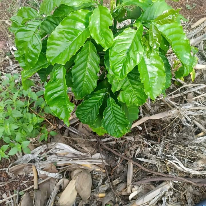 Đất Vườn Buôn Đôn Đắk Lắk 1800m² giá 1.25 tỷ - Giá đầu tư tốt!