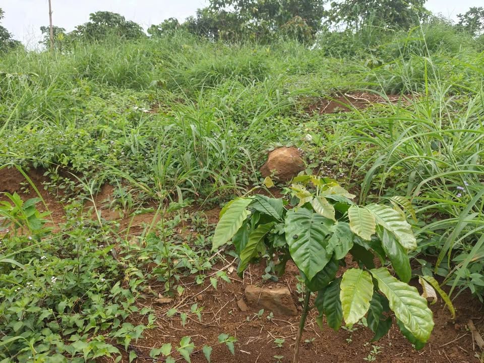 Đất Vườn Lộc Bắc, Bảo Lâm 3240m² giá 1.6 tỷ - Đầu tư dài hạn!