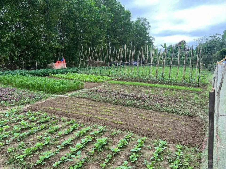 Đất Trồng Cây Lên Đất Ở Hòa Ninh, Đà Nẵng - 680m² Giá Tốt