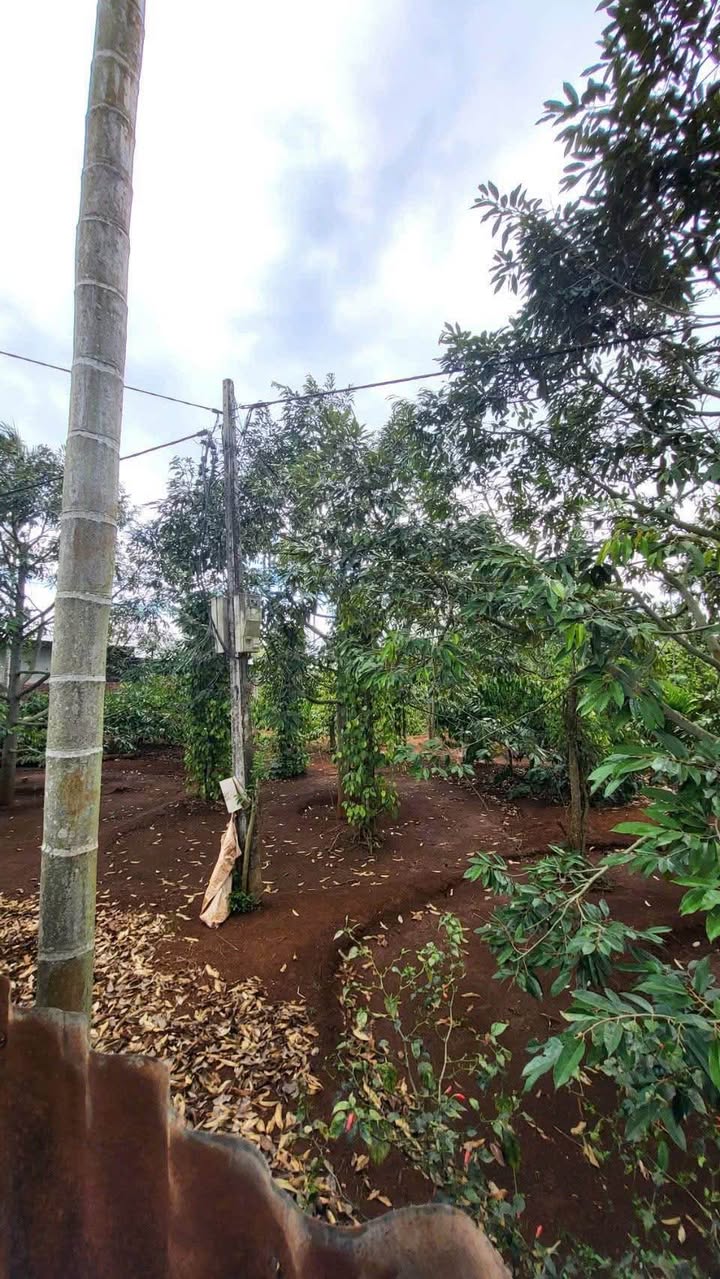 Đất rẫy Hòa Thuận 14.400m² Buôn Ma Thuột - Sổ đỏ, sinh lời!