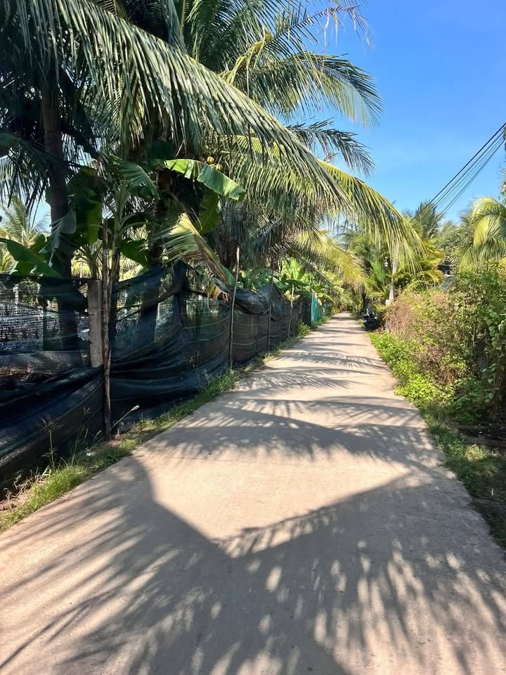 Đất Vườn Dừa Lộc Thuận, Bình Đại 3000m² - Giá Đầu Tư 3 Tỷ