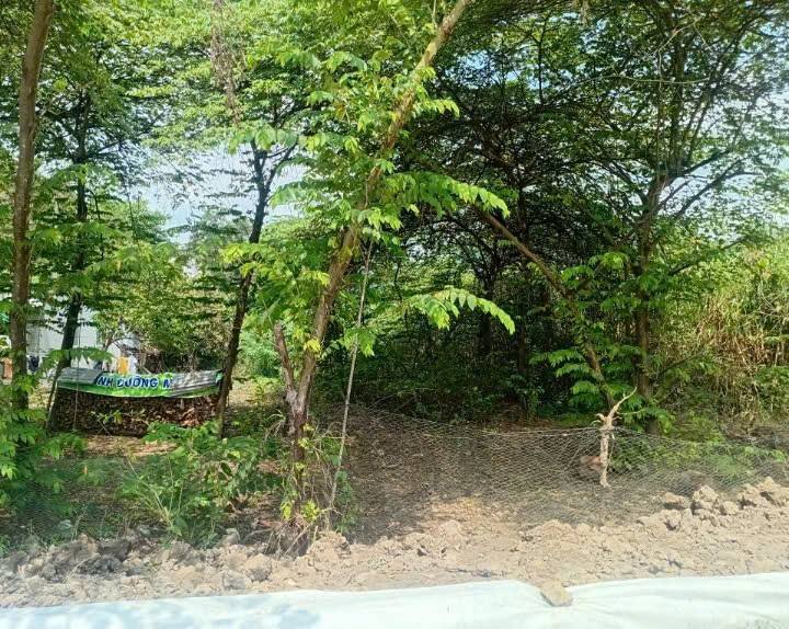 Bán Đất Nền 1155m² Thị Trấn Phú Hòa, An Giang - Sổ Đỏ, Gần Chợ & KCN