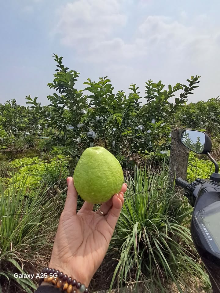 Đất vườn Cẩm Chế 3600m² - Sinh thái xanh, đầu tư dài hạn!