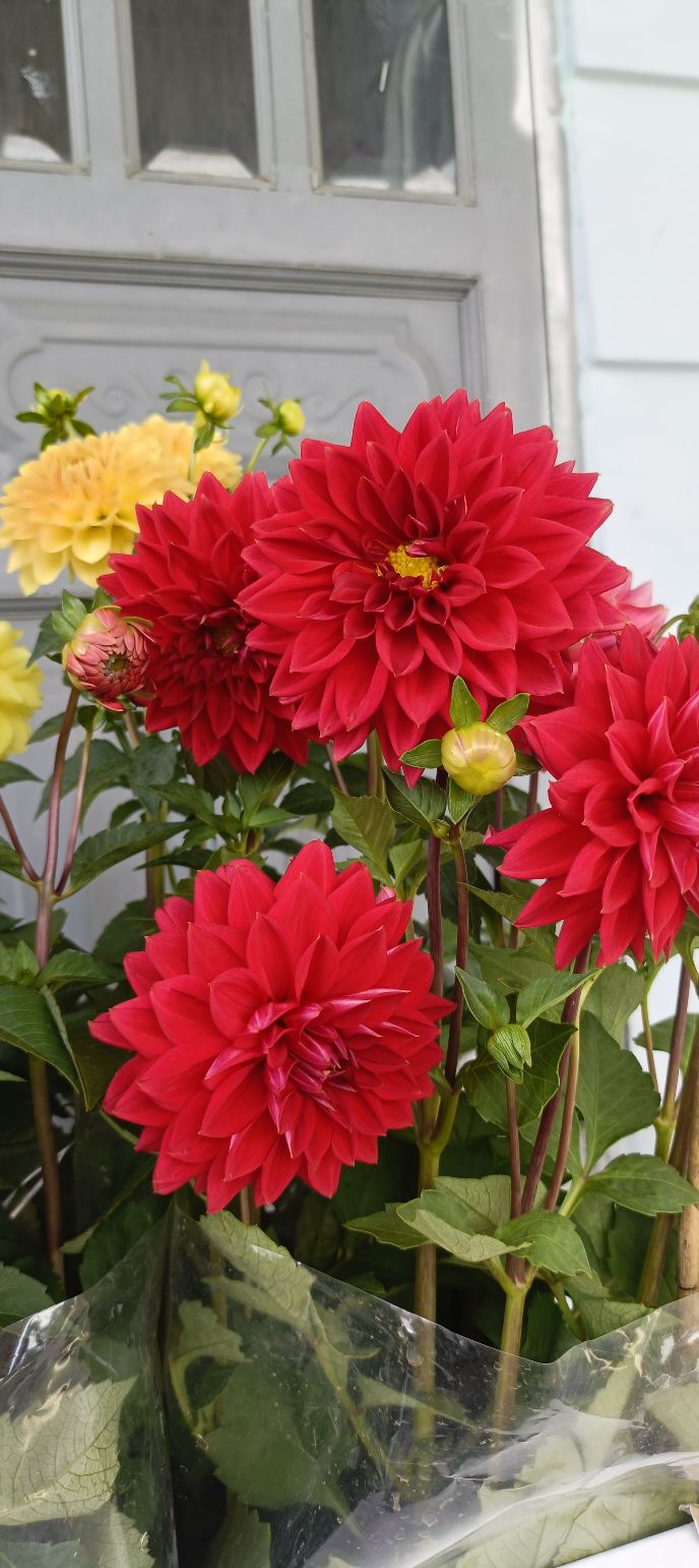 Đất Vườn Xã Lộc Nam, Bảo Lâm 720m² - Đầu tư dài hạn, sinh lời bền vững!