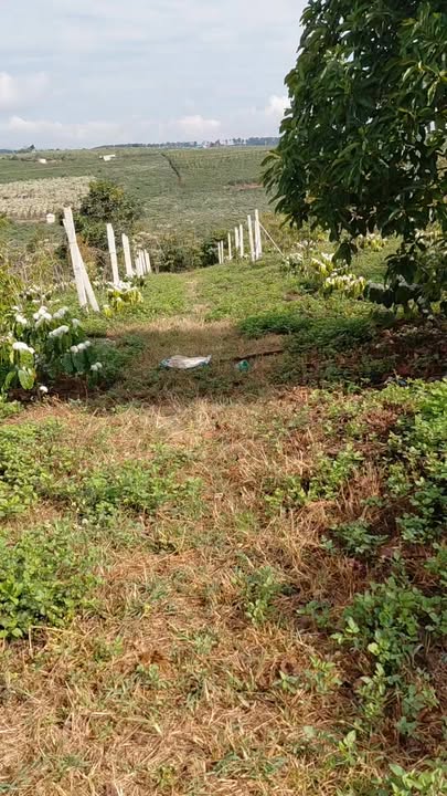 Bán Đất Nền 1ha Lộc Ngãi, Bảo Lâm - Sổ Đỏ, Mặt Tiền Nhựa 120m