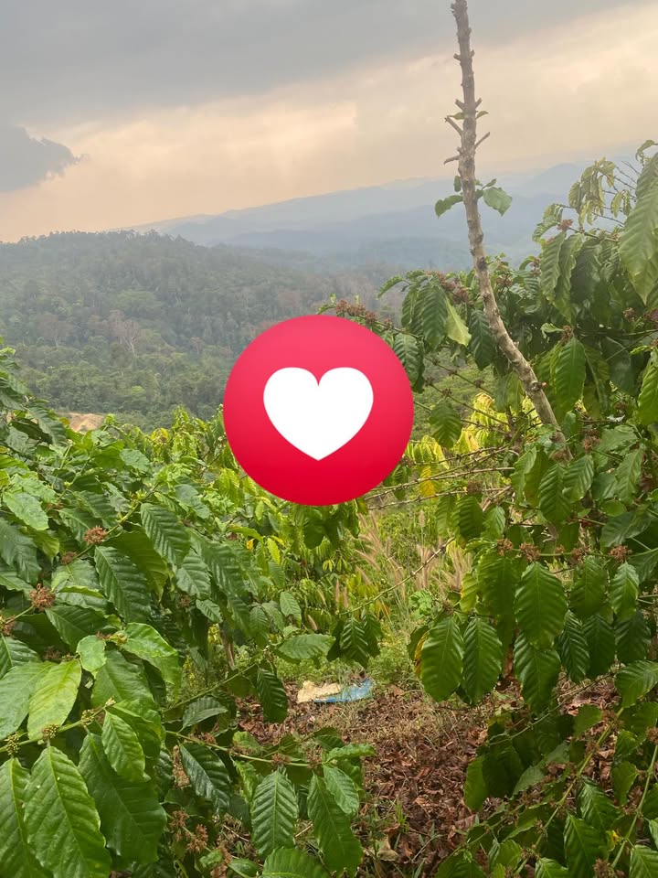 Đất Nền Lộc Bắc, Bảo Lâm - 1.8 Sào, Giá 500 Triệu - Sẵn Sổ Hồng