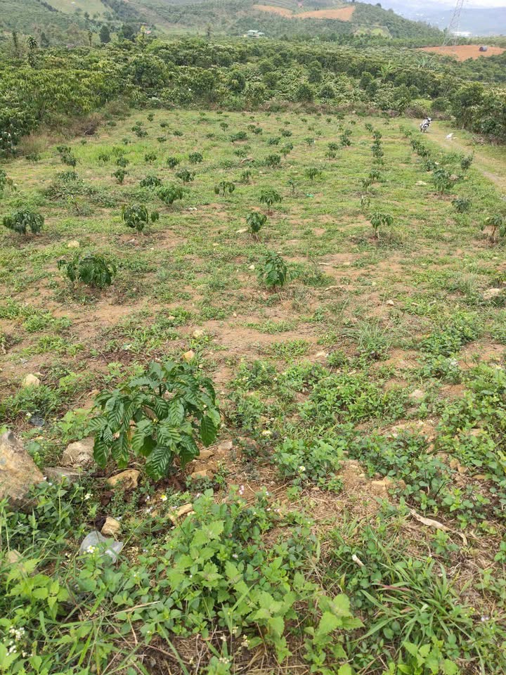 Bán vườn cà phê tơ 3600m² sổ hồng tại Phường 3, Bảo Lộc - 1.2 tỷ