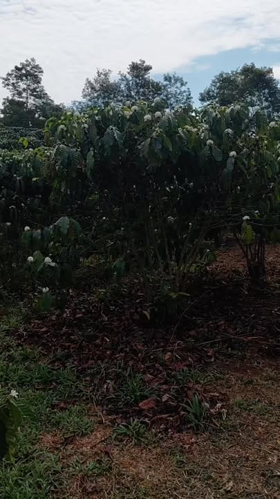 Bán Đất 360m² Sổ Đỏ Đường Oto Tại Bảo Lâm, Lâm Đồng - Giá 500 Triệu/Sào