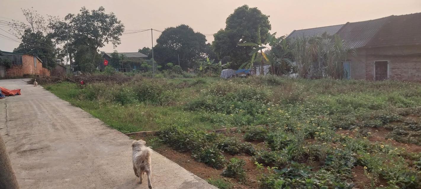 Đất nền Thanh Đình Việt Trì 100m² - Tiềm năng tăng giá vượt trội!