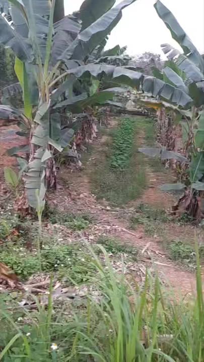 Đất Sông Lô Vĩnh Phúc 117.9m² Mặt Tiền 8m - View Trường Học, Giá 2.6 Tỷ