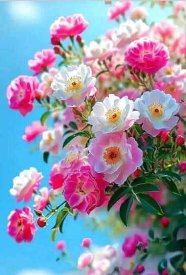 Nhà 3 Tầng Kinh Doanh Phường Tiền Phong, TP. Thái Bình - Hơn 2 Tỷ