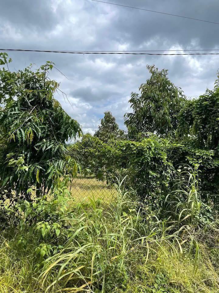 Bán Nền Thổ Cư 264m² Tân Phú, Đồng Nai - Giá 1.18 Tỷ, Lộc Phát