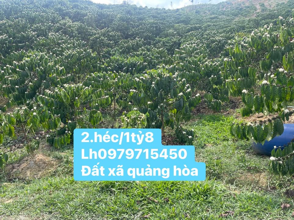 Farm Cà Phê 34.000m² - Đắk Glong, Lâm Đồng - Giá 1.8 Tỷ