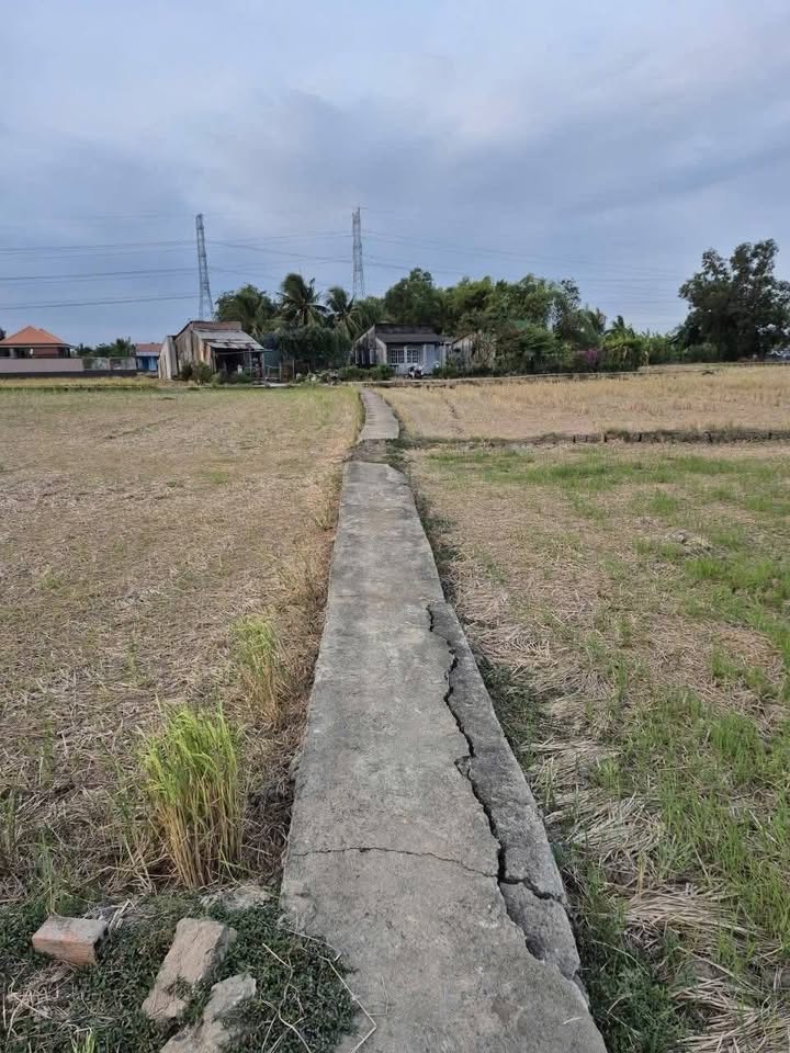 Đất Farm Long Sơn, Cần Đước 1978m² - Sổ đỏ chính chủ, đầu tư sinh lời!