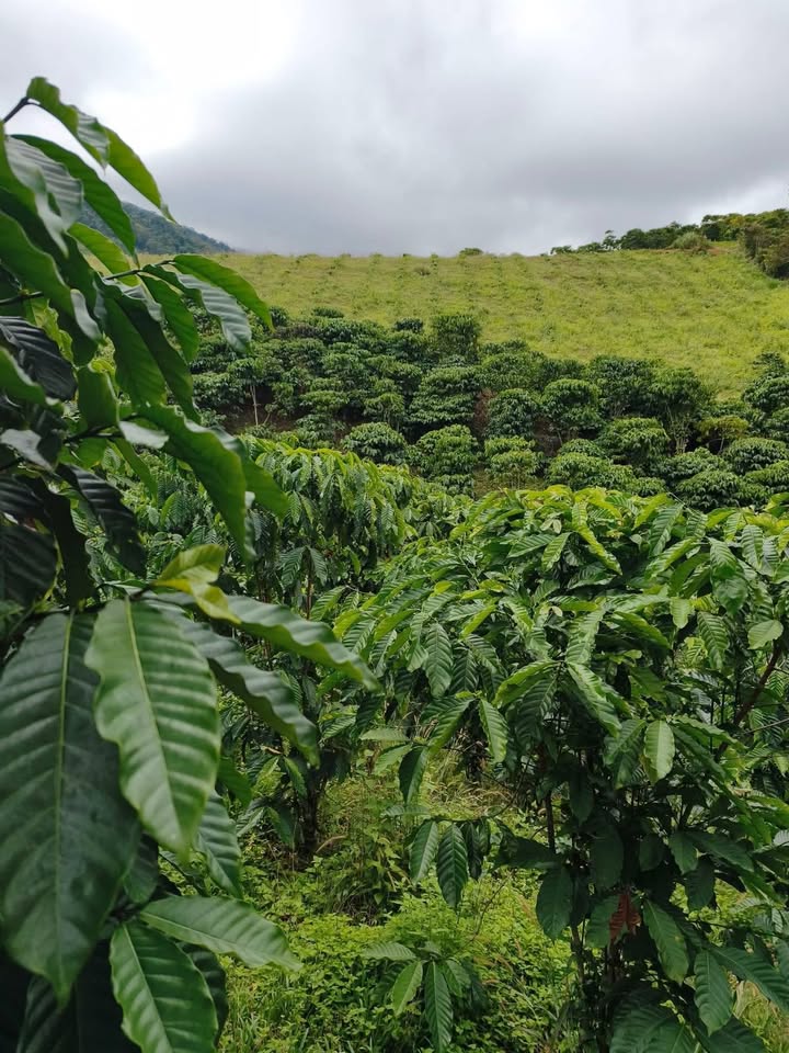 Đất Nền Đam Rông 7000m² - Sổ Đỏ Riêng, Giá 900 Triệu