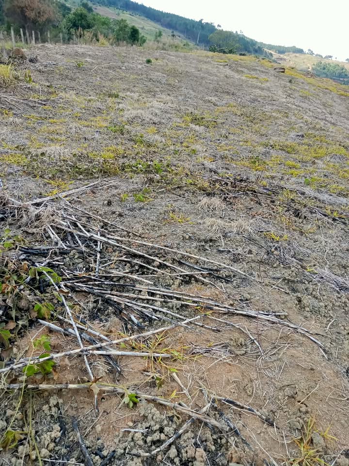 Đất nền Lâm Đồng 10000m² - Tiềm năng tăng giá vượt trội!