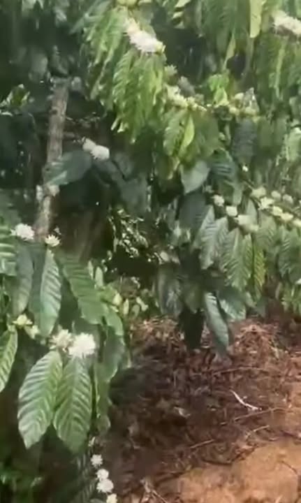 Bán Gấp Farm 5000m² Phúc Thọ, Bảo Lộc - View Hồ, Giá 2.6 Tỷ