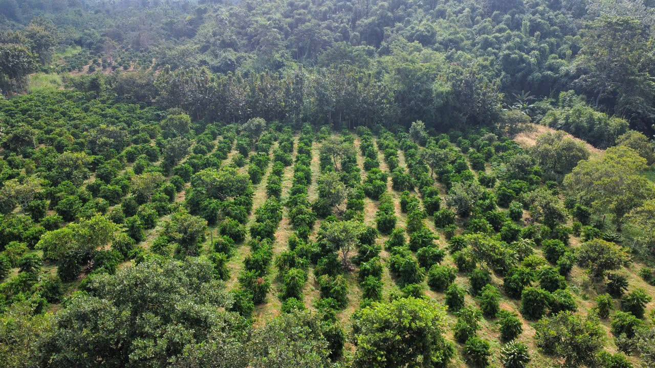 Đất rẫy Đắk Sôr 1ha giá 1.95 tỷ - Tiềm năng tăng giá!