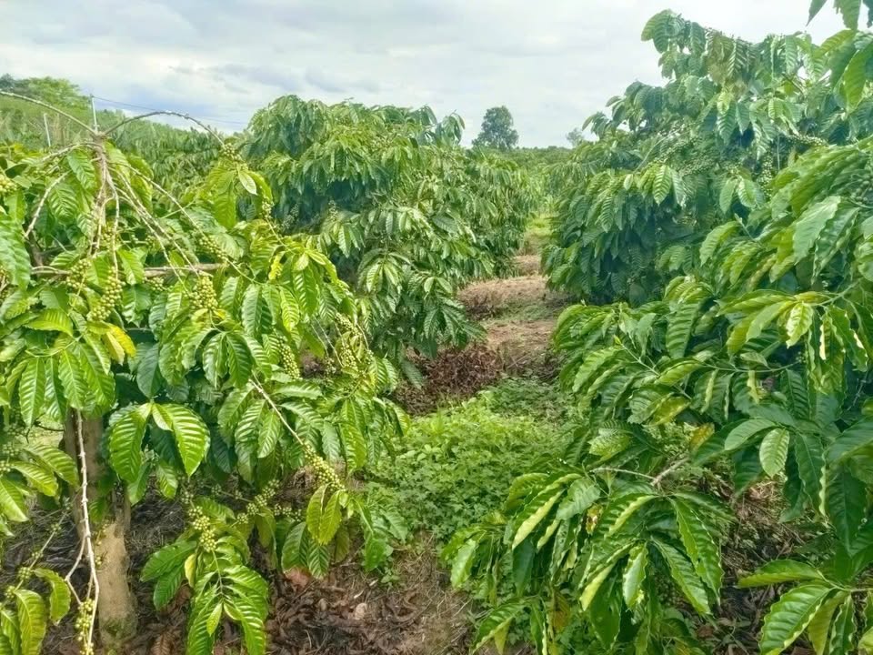 Đất vườn Tân Văn, Lâm Hà 1.75 tỷ - Nghỉ dưỡng lý tưởng!