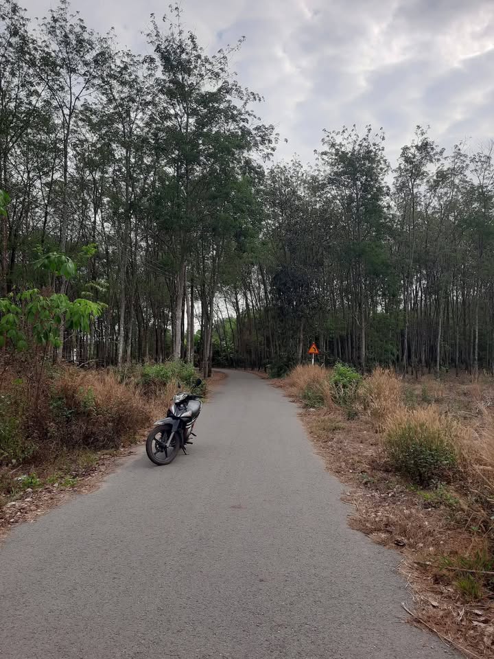 Đất nền An Bình, Phú Giáo 500m² - Tiềm năng tăng giá vượt trội!