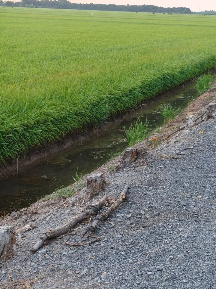 Đất Lúa Long An 30.000m² - Giá Tốt Cập Kênh Lớn