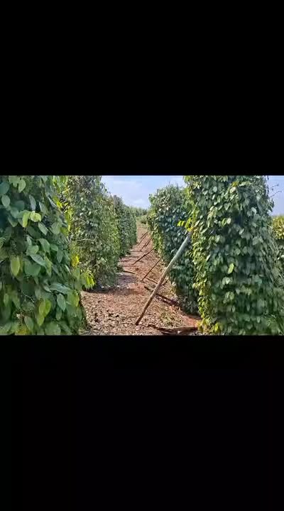 Farm tiêu kinh doanh 1.1ha Đắk Nông - Sổ đỏ sẵn, nguồn thu ổn định