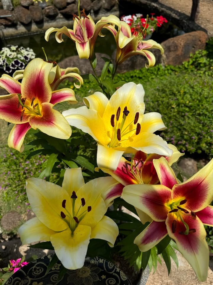 Đất Mặt Tiền Mai Hắc Đế, Buôn Hồ 245m² - Sổ Đỏ Riêng, Giá Tốt