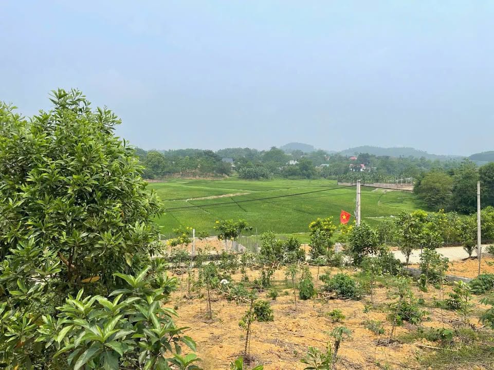 Bán đất Ba Vì 1263m² - View đồng thoáng đãng, sổ đỏ vuông vắn