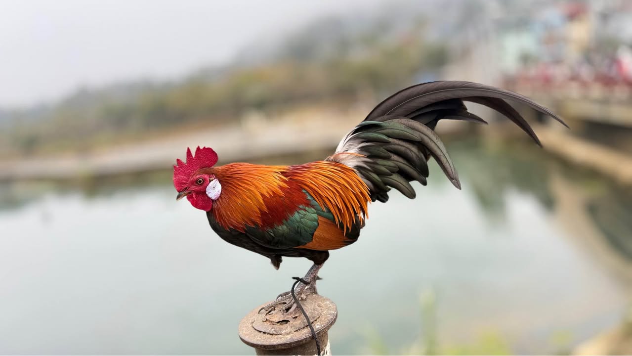 Đất nền Bình Yên 120m² - Vuông vắn, sát FPT Hoà Lạc, cơ hội đầu tư