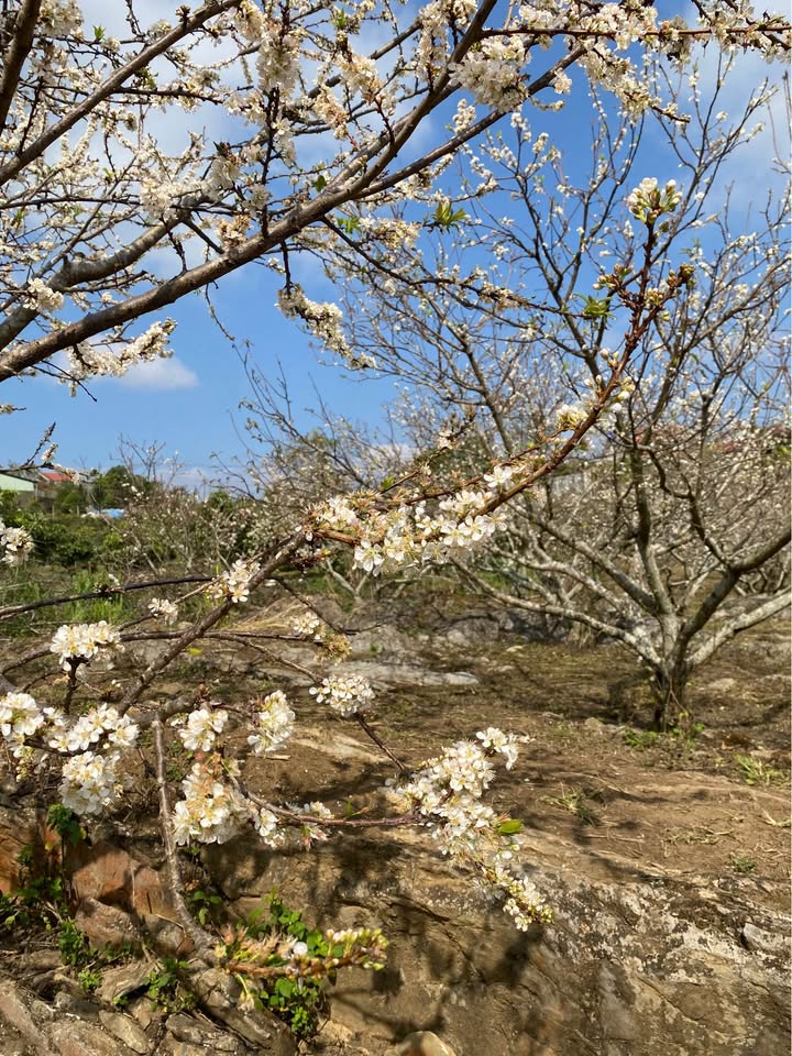 Đất nền Mộc Châu 120m² - Sổ đỏ chính chủ!