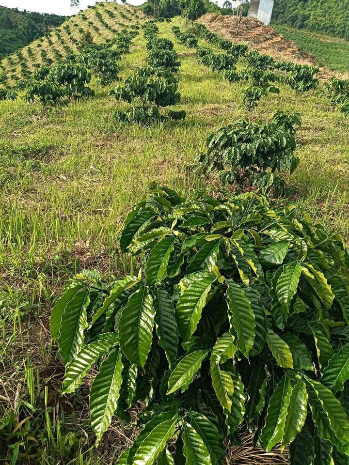 Đất nền Rô Men 1.4ha - Sổ đỏ chính chủ, giá tốt!