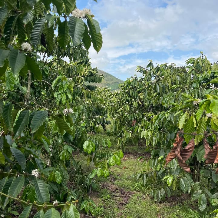 Đất nền Đăk Glong 1080m² giá 870 triệu - Đường to ô tô