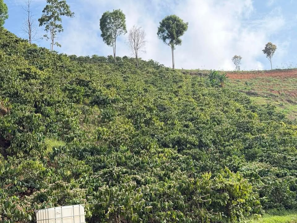 Bán đất vườn cafe 10700m² Đam Rông, Lâm Đồng - Giá 1.4 tỷ, thế đất triền đẹp