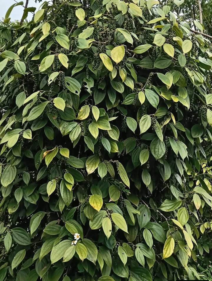 Đất Rẫy 4ha Đắk Lắk - 4.5 Tỷ - 150 Cây Sầu Riêng Cho Thu Hoạch