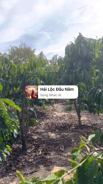 Bán Gấp Farm Cà Phê Sầu Riêng 11.000m² Đức Trọng - Giá Tốt