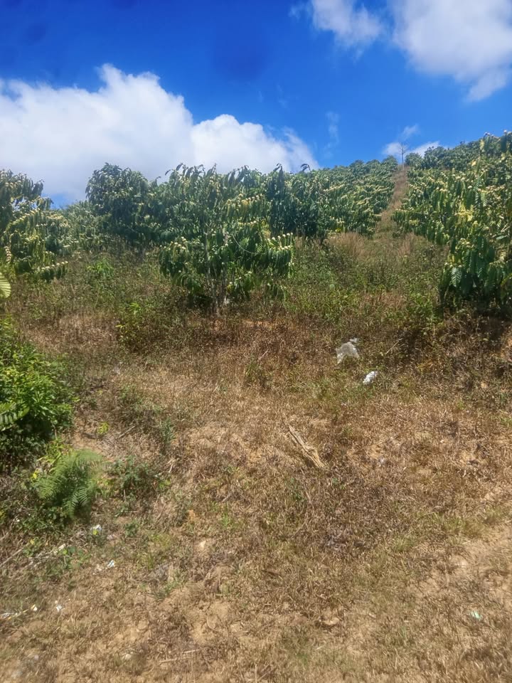 Bán Đất Vườn Đức Trọng 13000m² Mặt Tiền 100m - Giá Đầu Tư 2.5 Tỷ