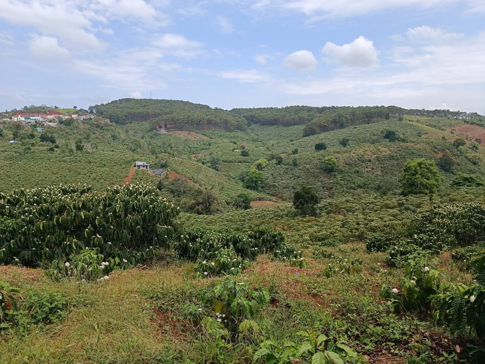 Đất nền Tân Châu 6 Di Linh 720m² giá 1.3 tỷ - Sổ đỏ chính chủ!