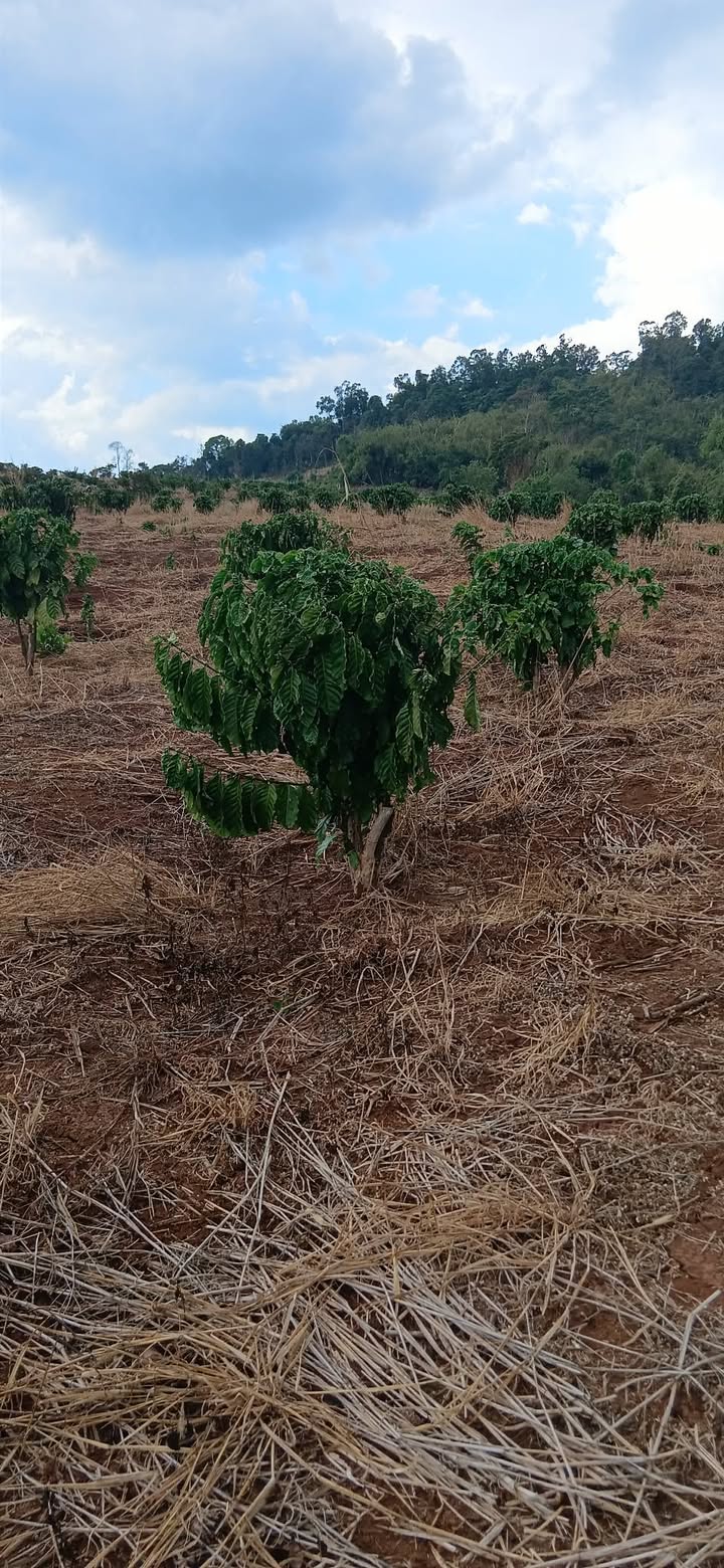 Bán Đất Vườn Quảng Lập, Đơn Dương 25000m² Giá 1.3 Tỷ - Sẵn Sàng Đầu Tư