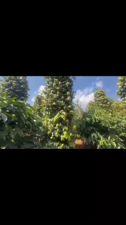 Đất nền Đắk R'La, Đắk Mil 20.000m² 3.6 tỷ - Sổ đỏ chính chủ!