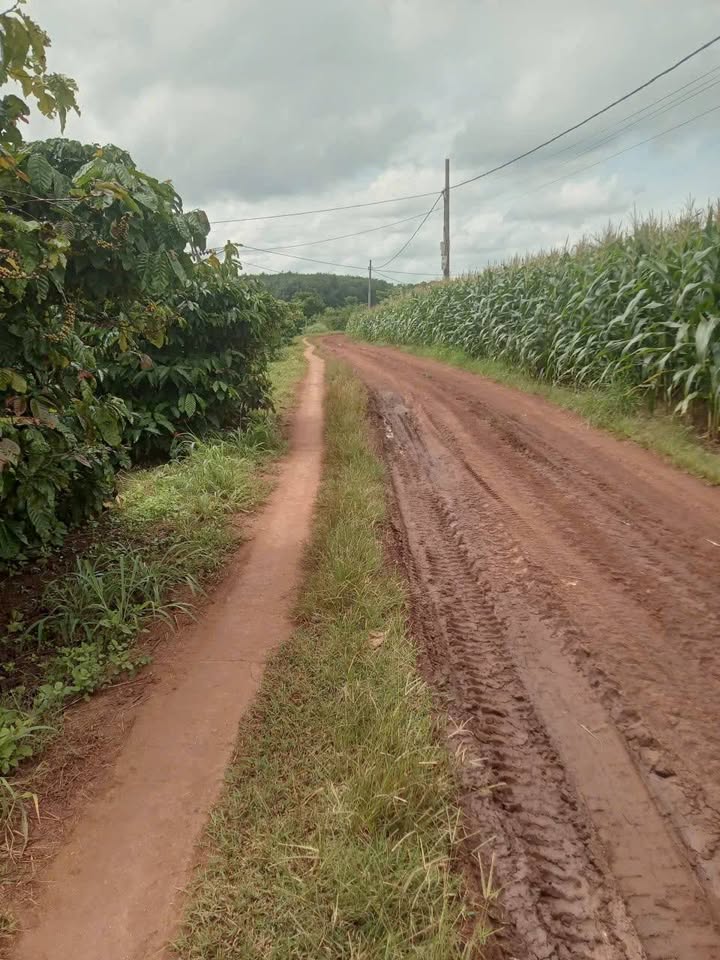 Đất Vườn Đắk Mil 30.000m² - Giá 3.6 Tỷ, Tiềm Năng Trồng Trọt