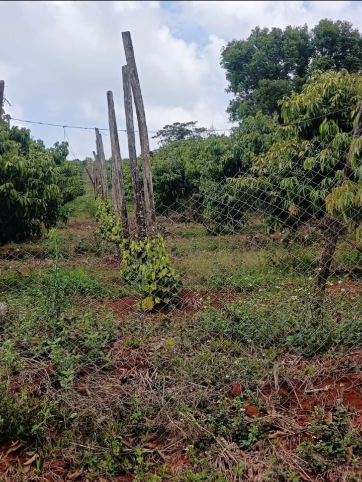 Đất Rẫy Đắk Nông 1.4ha giá 2 tỷ - Sổ đỏ chính chủ, đường nhựa tới rẫy!