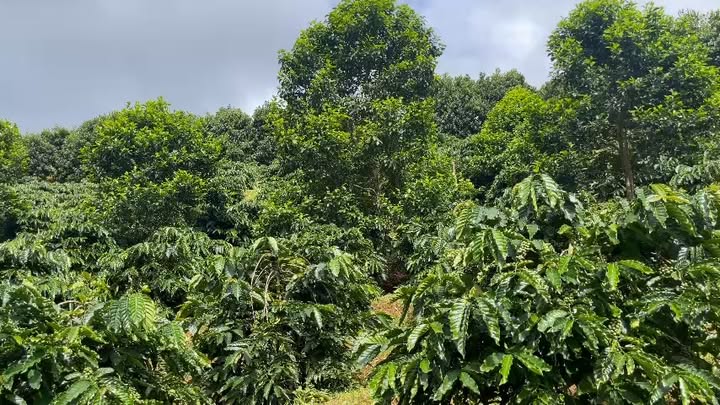 Bán Gấp Đất Vườn 3.7ha Đắk Nông - Trồng Cà Phê, Ao Hồ Đầy Đủ