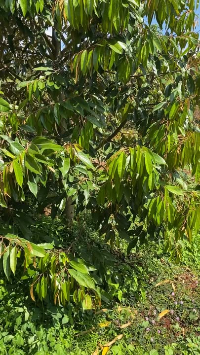 Bán Gấp Vườn Trái Cây 1800m² Chư Sê - Sầu Riêng 5 Năm Tuổi, Sổ Đỏ Thổ Cư