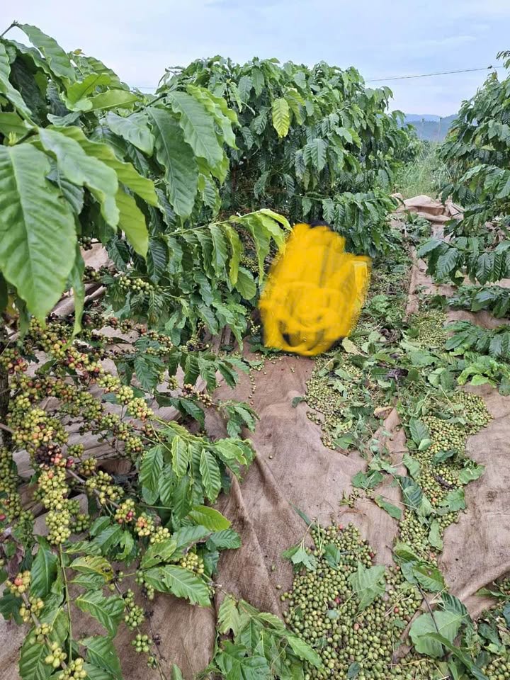 Bán Gấp Đất Vườn Lộc Bắc, Bảo Lâm - 3.6 Sào Đất Đỏ, Sổ Hồng Riêng