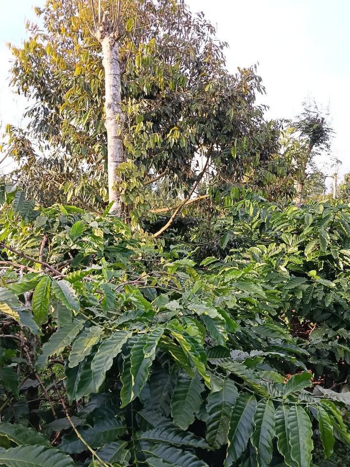 Bán Đất Vườn Trục Chính Etos, Ea Lê, Đắk Lắk - 4000m² Có Nhà Vườn